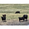 Image 5 : Black Ranch Ltd. - 530# Oct/Nov Delivery Steer Calves - 118 Head (Consul, SK)
