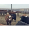 Image 8 : Westview Feeders - 860# March Delivery Steers - 70 Head (Monarch, AB)