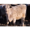 Image 5 : Copperfield Farming - 730# February Delivery Heifers - 120 Head (Vauxhall, AB)