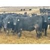 Image 5 : Stahlville Colony - 980# January Delivery Steers - 147 Head (Rockyford, AB)