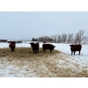Image 7 : Munro Ranching - 10 Red Angus X March/April Calving Bred Heifers (Cochrane, AB)