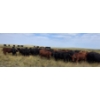 Image 4 : McDougald Ranch Ltd. - 890# September Delivery Grass Steers - 165 Head (Maple Creek, SK)