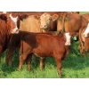 Image 9 : Sentes Farms - 600# October Delivery Steer Calves - 300 Head (Raymore, SK) VBP+