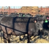 Image 5 : Fox Cattle Co. - 17 Black Heifers (Pen 404)