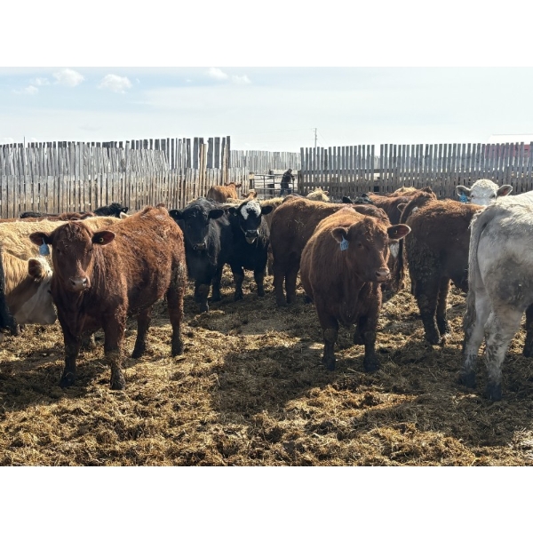 Rice Farms - 960# April Delivery Steers - 122 Head (Lacombe, AB)