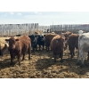 Image 1 : Rice Farms - 960# April Delivery Steers - 122 Head (Lacombe, AB)