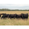 Image 2 : Jim Glanville - 975# Sept/Oct Grass Steers - 64 Head (North Battleford, SK)