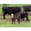 Image 11 : Knapp Farms - 550# October Delivery Steer Calves - 110 Head (Southey, SK)