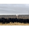 Image 4 : Lost River Farming - 860# April Delivery Steers - 150 Head (Allan, SK) VBP+