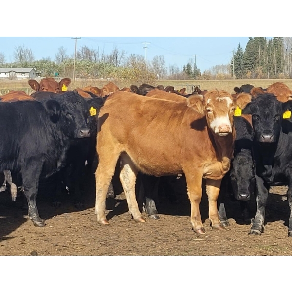 Pembina Ranching - 1025# November Delivery Grass Heifers - 124 Head (Drayton Valley, AB)