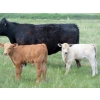 Image 4 : Circus Coulee Cattle - 550# November Delivery Steer Calves - 100 Head (Dorothy, AB) 