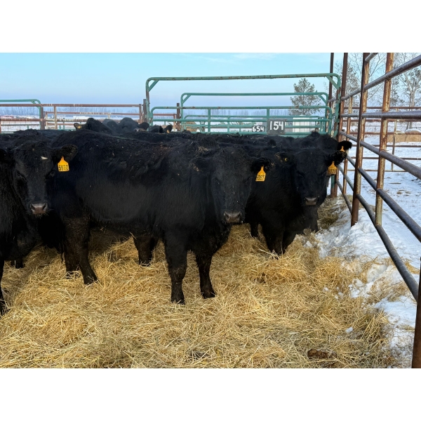 Armstrong Family Ranch - 16 Heifers (Pen 154A)