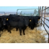 Image 1 : Armstrong Family Ranch - 16 Heifers (Pen 154A)