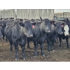 Image 7 : Gibraltar Cattle - 12 Black Heifers (Pen 537 - 539)