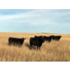 Image 3 : Herbert Ranching - 935# October Delivery Grass Heifers - 110 Head (Wainwright, AB)