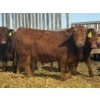 Image 7 : Van Hall Cattle Co. - 925# April Delivery Steers - 128 Head (Scandia, AB)