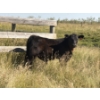 Image 4 : Rommens Farm Ltd. - 575# October Delivery Steer Calves - 65 Head (Brooks, AB)