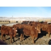 Image 7 : Riverview Ranch Ltd. - 720# February Delivery Steers - 55 Head (Bow Island, AB)