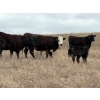 Image 5 : C & L Livestock - 25 BBF/BWF 2nd & 3rd Calf 3-Way Pairs (Edam, SK) VBP+