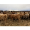 Image 7 : Mark & Cara Haywood-Farmer - 525# October Delivery Heifer Calves - 100 Head (Kamloops, BC)