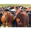 Image 3 : Riverbend Ranch - 850# October Delivery Grass Heifers - 120 Head (Coronation, AB)