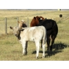 Image 13 : Douglass Cattle Co. - 585# November Delivery Steer Calves - 95 Head (Finnegan, AB)