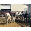 Image 5 : Eagle Creek Colony - 725# August Delivery Holstein Steers - 10 Head (Asquith, SK)