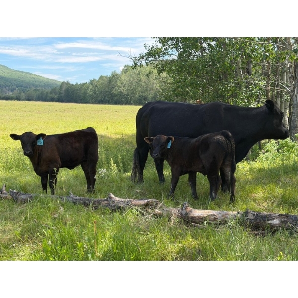 Pine River Cattle Co. - 470# Oct/Nov Delivery Heifer Calves - 100 Head (Lone Prairie, BC)