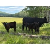 Image 1 : Pine River Cattle Co. - 470# Oct/Nov Delivery Heifer Calves - 100 Head (Lone Prairie, BC)