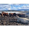 Image 5 : C.H. Priest Contracting Ltd. - 1350# Cows - 45 Head (Ootsa Lake, BC)