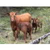 Image 2 : Phoenix Farms - 650# October Delivery Steer Calves - 90 Head (Bridesville, BC)