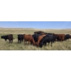 Image 9 : McDougald Ranch Ltd. - 790# September Delivery Grass Heifers - 100 Head (Maple Creek, SK)