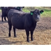 Image 8 : JR Cattle Company Ltd. - 26 Black Angus X April/May Calving Bred Heifers (Fort Macleod, AB)