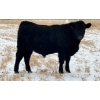 Image 5 : CFH Farms - 770# December Delivery Steer Calves - 80 Head (Eckville, AB)
