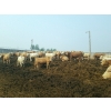 Image 5 : 007 Livestock Feeders - 980# June Delivery Steers - 120 Head (Elgin, MB)