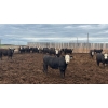 Image 9 : M.S. MacLean Livestock - 950# June Delivery Steers - 244 Head (Coaldale, AB)