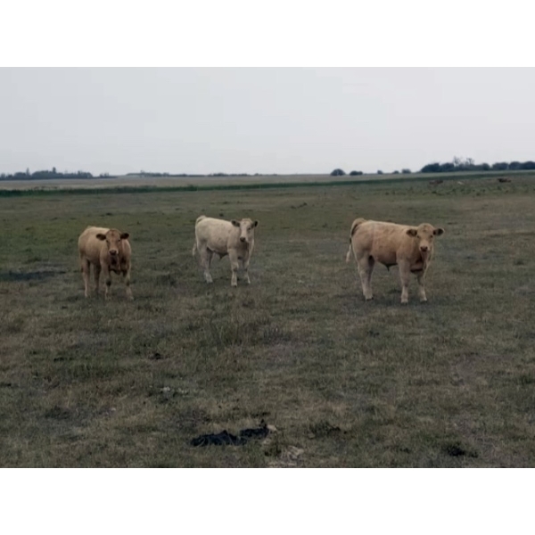 Dale & Dwight Tucker - 735# October Delivery Steer Calves - 88 Head (Endiang, AB)