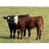 Image 5 : Jordan, Beau & Tom Jackson - 640# October Delivery Steer Calves - 95 Head (Sundre, AB)