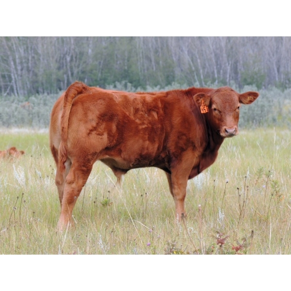 North Slope Farms - 615# November Delivery Steer Calves - 95 Head (Czar, AB)