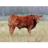 Image 1 : North Slope Farms - 615# November Delivery Steer Calves - 95 Head (Czar, AB)