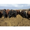 Image 3 : Hegedys Ranching - 1000# May Delivery Steers - 140 Head (Acme, AB)