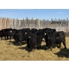Image 2 : Jordan Livestock - 30 Black Replacement Heifers (Rimbey, AB)