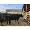 Image 4 : Lazy J Cattle Co. - 10 Black Heifers (Pen 313 - 315) 1002# avg