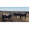 Image 3 : Cattlewood Farms Ltd. - 825# June/July Delivery Heifers - 76 Head (Fincastle, AB)