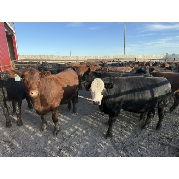 Edgar's Custom Farming Ltd. - 1060# October Delivery Heifers - 171 Head (Elkhorn, MB)