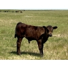 Image 9 : Dar-Lin Ranching - 460# November Delivery Steer Calves - 110 Head (Big Stone, AB)
