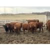 Image 4 : Lobo Ranching Ltd. - 763# May Delivery Heifers - 42 Head (Madden, AB)