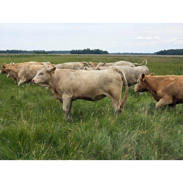 Craig & Lenore Brown Farms Ltd. - 950# September Delivery Grass Heifers - 65 Head (Moosehorn, MB)
