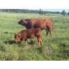 Image 6 : Rupert Farms - 880# November Delivery Weaned Steers - 69 Head (Lac du Bonnet, MB)