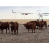 Image 13 : South Ridge Simmentals - 20 Red/Red X 1st Calf Pairs (Picture Butte, AB)